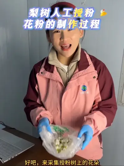 请大家忽略我凌乱的头 梨园里的风太大了#来抖音学农技 #梨花 #授粉 #又是一年梨花开 #果树管理