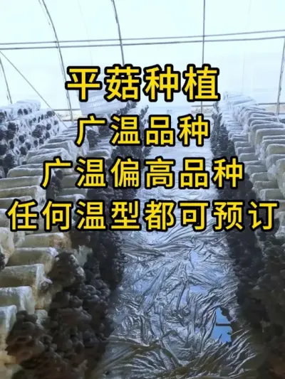 平菇种植，棉壳菌种各品种有现货，也可预定，全国发货。#平菇种植 #平菇菌种 #食用菌栽培种#栽培种