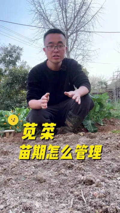 苋菜出苗后怎么管理，才能生长迅速？口感软糯？#关注我一起学种菜 #种植小技巧 #学种菜 #我爱种菜 #苋菜
