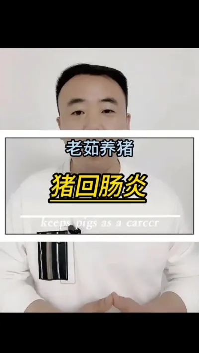 猪回肠炎的症状与防治。#养猪#经验分享 #创作灵感