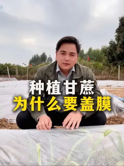 种植甘蔗
为什么要盖膜#甘蔗 #甘蔗种植#种植小技巧 #农业种植#三农