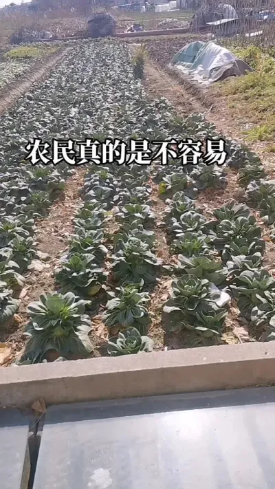 #农民真的是不容易#农老百姓关心的话题#抖音助农