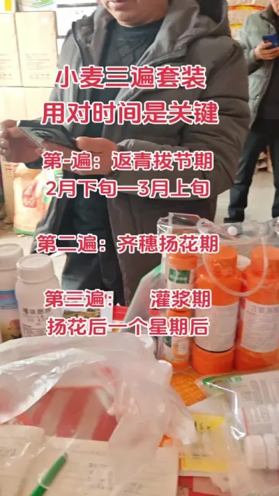 #农业种植技术 #服务三农 #小麦 #小麦高产技术 #农资人