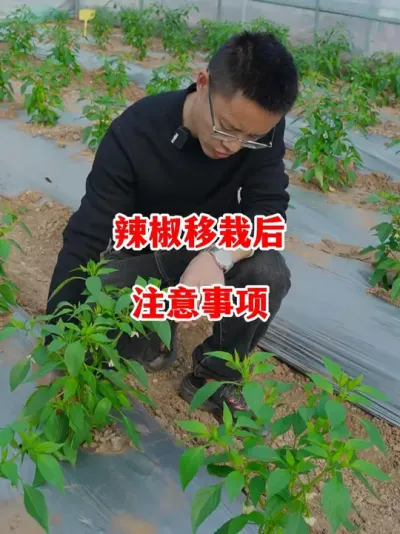 辣椒移栽后哪些细节工作需要注意#辣椒种植 #辣椒 #小米辣 #线椒 #来抖音学农技