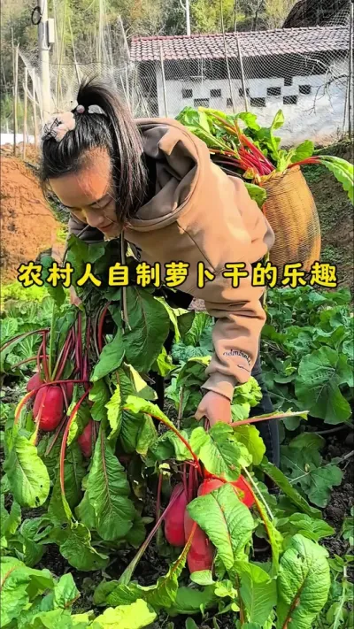 #爱美食爱生活 #创作者中心 #创作灵感 地里的红萝卜再不拔就老了，拔回来做成萝卜干放着，这样做的萝卜干放一年都不会坏，用来炒肉 或者配粥 面条不要太开胃了哦！#最简单的腌萝卜方法 #冬天是吃萝卜的季