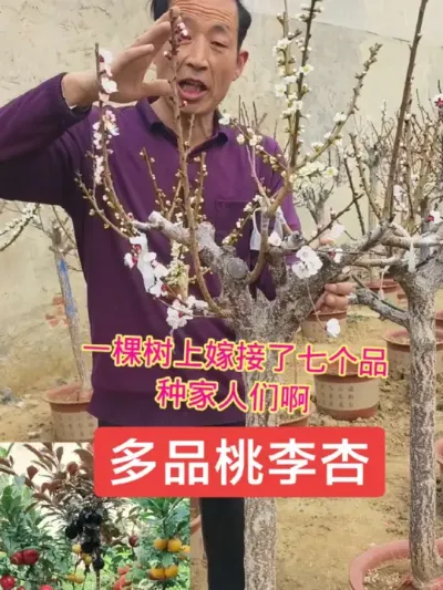 一树嫁接多种桃李杏，即好吃又好看，当年结果#抖音助农 #三农 #一树多果 @抖音上热门 @DOU+小助手
