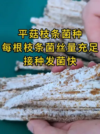 平菇种植，枝条菌种纯手工制作，菌丝量量充足，接种发菌快，快来试试吧#平菇种植 #平菇菌种 #食用菌栽培种 #栽培种