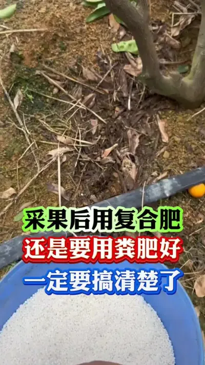 采果后用复合肥还是用粪肥#果树种植 #果树管理 #柑橘种植 #果园管理