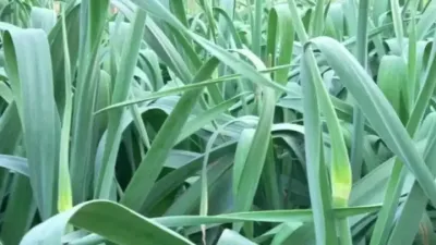 大蒜超高产后期管理和蒜种储存#大蒜种植 #来抖音学农技 #付航标配快乐加倍 #分享农业技术传播 #新农人