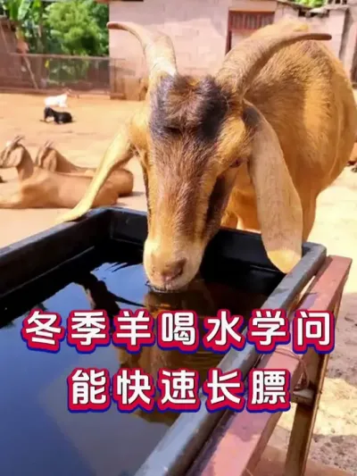冬季羊喝水学问，能快速长膘 #养羊 #养羊人 #新手养羊