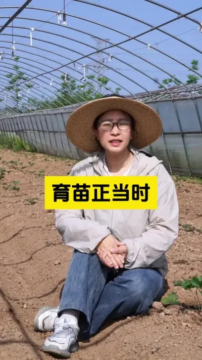 草莓育苗正当时！#启明生物大师姐 #草莓种植管理技术和方法 #农业种植 #新农人计划 #三农