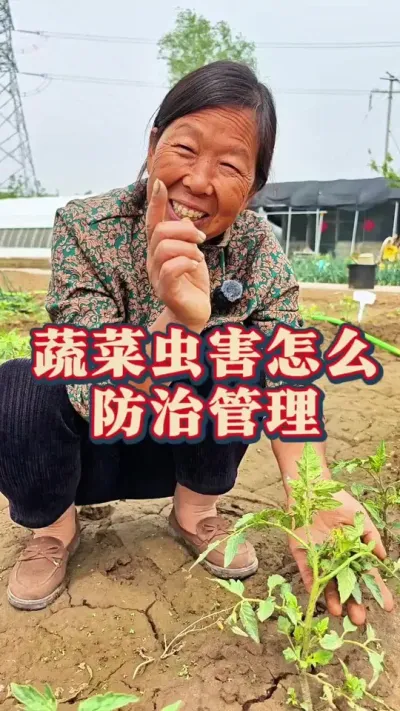 蔬菜虫害怎么办 蔬菜虫害怎么办#蔬菜种植 #病虫害防治 #腻虫 #生菜杨姐