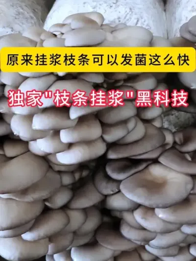 原来挂浆枝条可以发菌这么快！差距太大了，六希挂浆枝条菌种，菌丝浓白看得见。#平菇种植 #平菇菌种 #食用菌栽培种 #栽培种