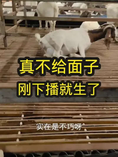 刚下播就生了，你说气人不#养羊 #饲养员日常 #养羊人 #养羊人的快乐生活 #农村养羊
