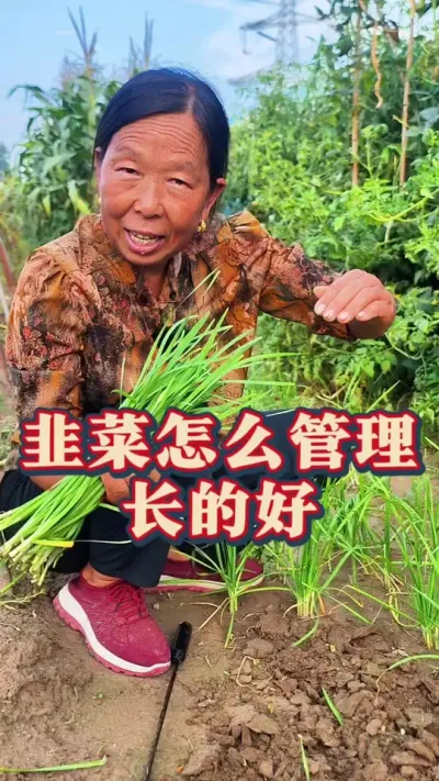 韭菜怎么管理长的好 韭菜割完以后这样的管理方法你知道吗#韭菜种植 #蔬菜种植 #生菜杨姐  #种植小技巧#三农@DOU+小助手 @DOU+上热门