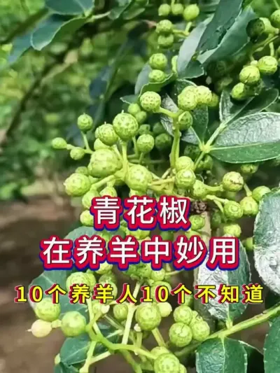 青花椒在养羊中妙用10个养羊人10个不知道 #养羊人 #养羊技术 #养羊经验 #养殖技术