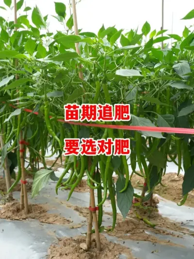 苗期辣椒追肥如何选择很重要#辣椒种植 #辣椒 #小米辣 #线椒 #来抖音学农技