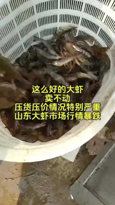 对虾价格你那里现在多少 #水产养殖 #对虾养殖 #鱼虾蟹养殖 @抖加🔥上热门🔥dou+🔥热点宝