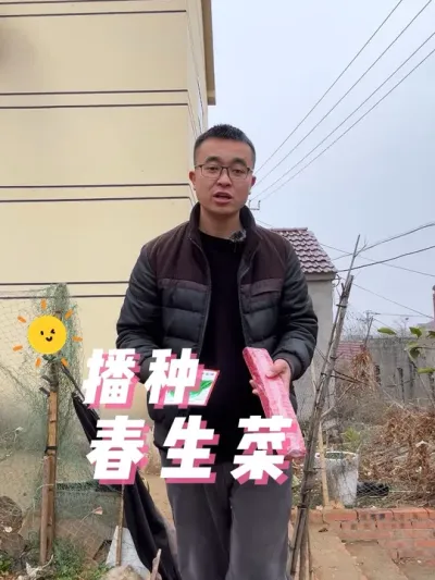 春天生菜怎么种？播种生菜#我的小菜园 #关注我一起学种菜 #种植小技巧 #我爱种菜 #阳台种菜