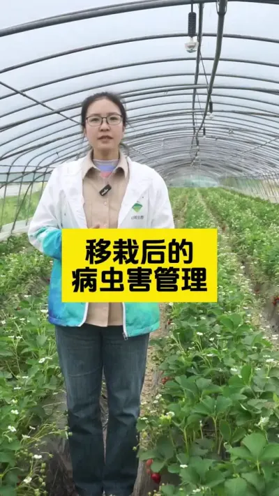 清明前后，移瓜种豆！移栽后的管理方案给大家准备好了！#启明生物大师姐 #草莓种植 #农业种植 #科学种植 #病虫害防治