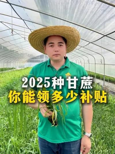 2025种甘蔗，你能领多少补贴#农业种植 #每天分享农业小知识 #甘蔗#甘蔗种植#补贴