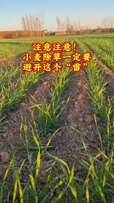 小麦除草不要和它混用#心系三农服务三农 #抖音助农扶农 #农业种植技术 #小麦 #农业人