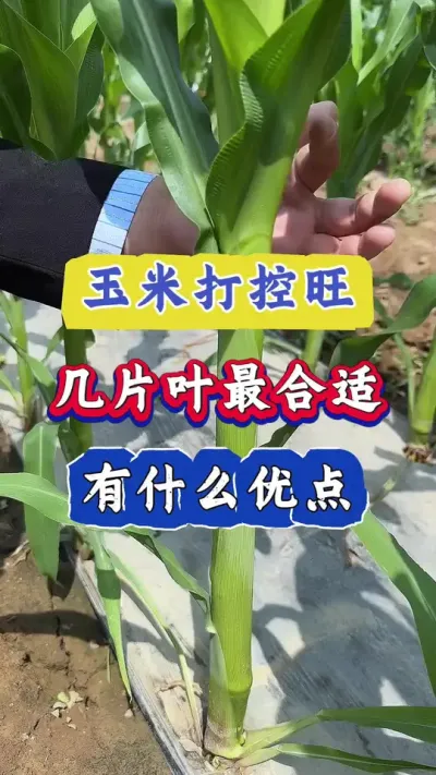 玉米控旺什么时间打，控旺有什么优点#玉米高产 #玉米种植 #农业知识 #玉米控旺