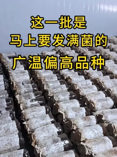 平菇种植，广温偏高品种早优12，早秋615马上发满菌，需要菌种的可以联系我。#平菇种植 #菌种 #食用菌栽培种 #栽培种
