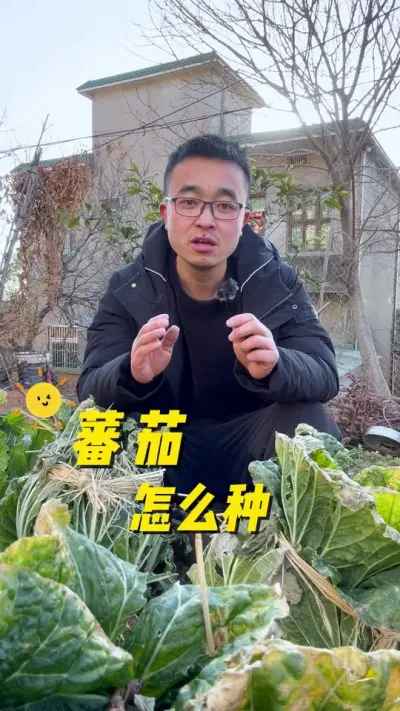 番茄🍅怎么种？西红柿怎么种？#关注我一起学种菜 #种植小技巧 #我的小菜园 #我爱种菜 #小菜园