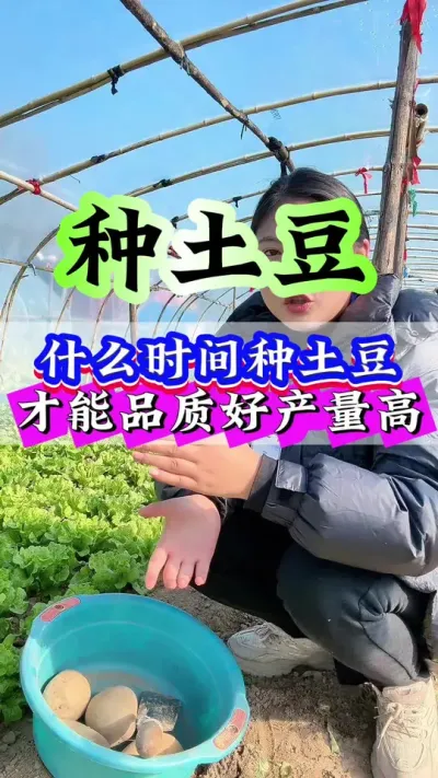 什么时间种土豆才能品质好产量高#种植小技巧 #抖音助农 #三农 #土豆 #农业种植
