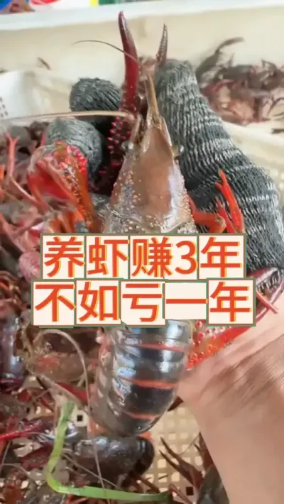 养虾赚三年，不如亏一年，一年直接回到解放前 #三农 #农业 #渔德盛 #2025新农人计划 #小龙虾