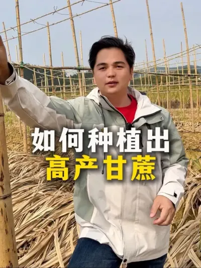 如何种植出高产甘蔗#甘蔗#甘蔗种植#农业种植#肥料#种植小技巧