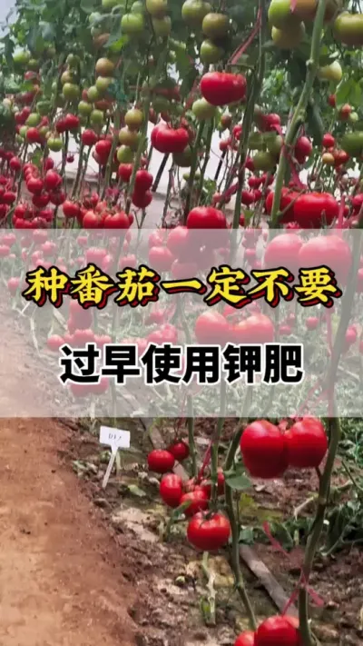 种番茄一定不要，过早使用钾肥#番茄种植方法及管理技术 #分享农业知识帮农民增产增收 #西红柿种植技术与管理法 #分享农业知识帮助农民增产增收 #西红柿的种植技术