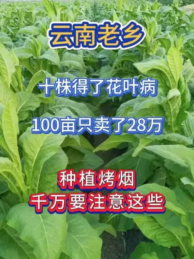 种植烤烟十株花叶病病株毁了一整季的收成，千万要注意这些 #服务三农支持三农 #烤烟病害 #烤烟种植 #烤烟种植技术与管理 #烤烟