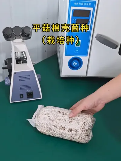 平菇菌种，栽培种（三级种），棉壳菌种， 123℃高压灭菌，纯种培养，空调发菌室恒温发菌，菌丝健壮，菌丝萌发快！现货，全国发货，可以预定！#平菇基地#平菇菌种