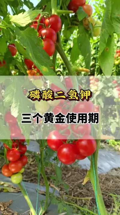 磷酸二氢钾三个黄金使用期#磷酸二氢钾的作用与用途 #叶面肥磷酸二氢钾 #磷酸二氢钾的功效 #磷酸二氢钾作用 #番茄种植技术