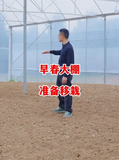早春大棚准备开始移栽#辣椒种植 #辣椒 #小米辣 #线椒 #来抖音学农技