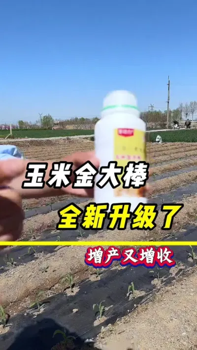 玉米金大棒，全新升级了#玉米种植 #玉米#玉米金大棒#玉米高产#三农