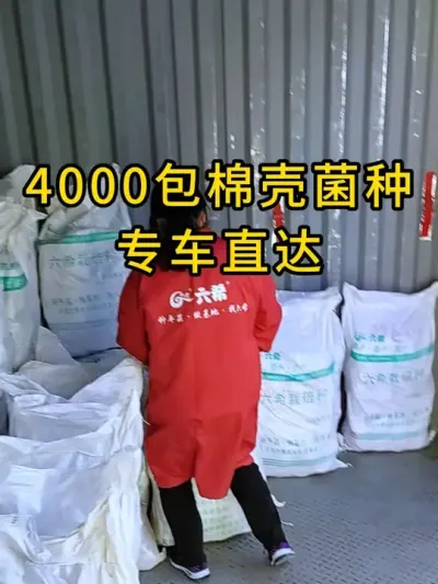平菇种植，安徽老板订购4000包棉壳菌种，专车直达，全国发货#平菇种植 #平菇菌种 #食用菌栽培种