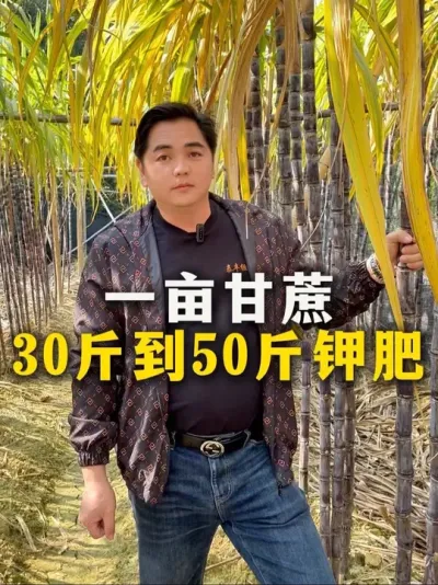 一亩甘蔗要放30斤到50斤钾肥#种植 #农业种植 #甘蔗种植 #甘蔗#种植小技巧