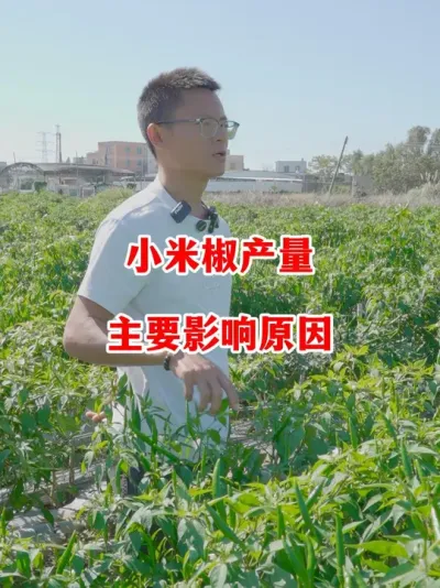 影响小米辣产量的主要原因在哪#辣椒种植 #辣椒 #小米辣 #线椒 #来抖音学农技