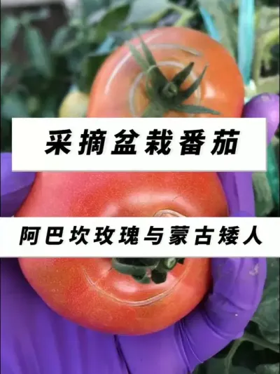 秋播盆栽番茄的采摘，阿巴坎玫瑰与蒙古矮人，好种果多，推荐种植哟！#番茄 #西红柿种植 #楼顶盆栽 #记录我的种植生活 #三农