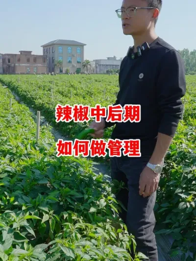辣椒中后期管理及养护工作如何进行#辣椒种植 #辣椒 #小米辣 #线椒 #来抖音学农技
