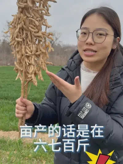 大豆有新突破，亩产700斤，产量高的恐怖，你喜欢吗 #高产 #产量特别高 #田间地头走一走 #抖音助农扶农