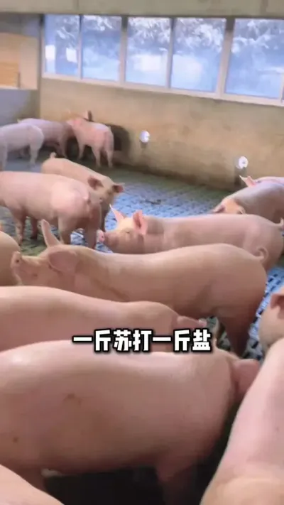 一斤苏打一斤盐，养猪赚大钱#养猪人 #养猪#三农流量扶持计划