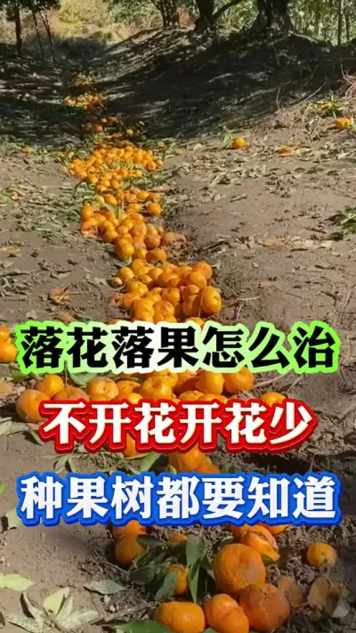 果树落花落果，开花少结果少，只需看这一个视频#果树种植 #果树管理 #果园管理