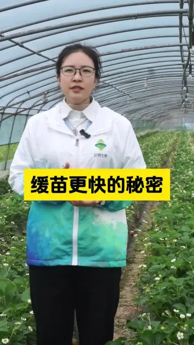 想要作物缓苗快，这几点一定要注意了！#启明生物大师姐 #草莓种植 #农业技术推广 #新农人计划 #农业种植