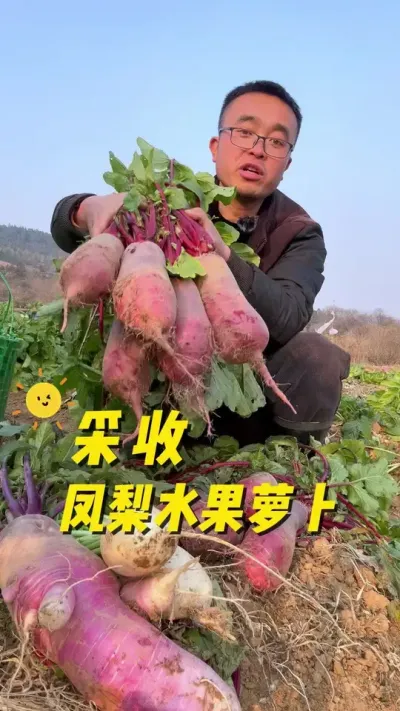 采收凤梨水果萝卜，大家种的萝卜都采回去了嘛#自己种的纯天然的绿色蔬菜 #关注我一起学种菜 #种植小技巧 #我的小菜园 #内容启发搜索