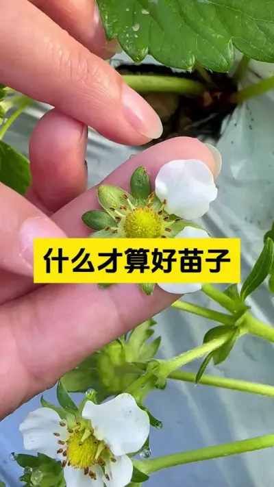 什么样的苗子才算好苗子呢？#启明大师姐 #草莓种植管理技术和方法 #农业技术推广 #农业种植 #病虫害防治