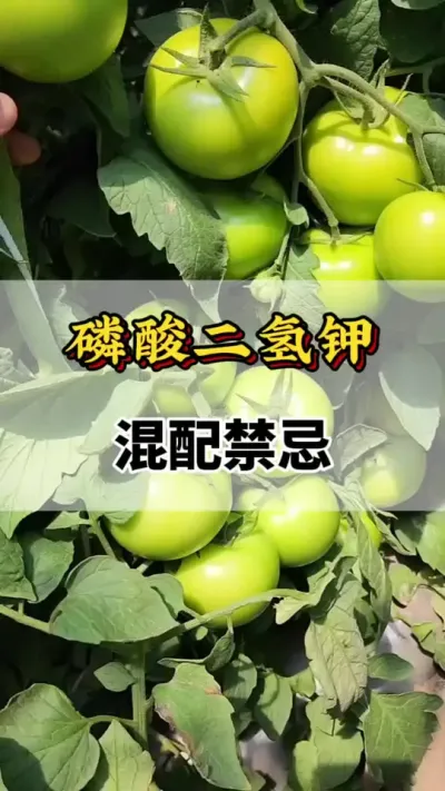 磷酸二氢钾，混配禁忌#西红柿种植技术 #西红柿种植技术与管理法 #磷酸二氢钾 #西红柿的种植技术 #番茄种植方法及管理技术